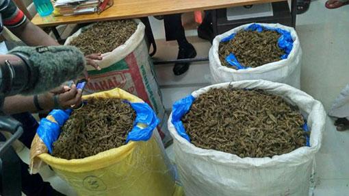 700kg of ganja meant to be smuggled to Sri Lanka seized
