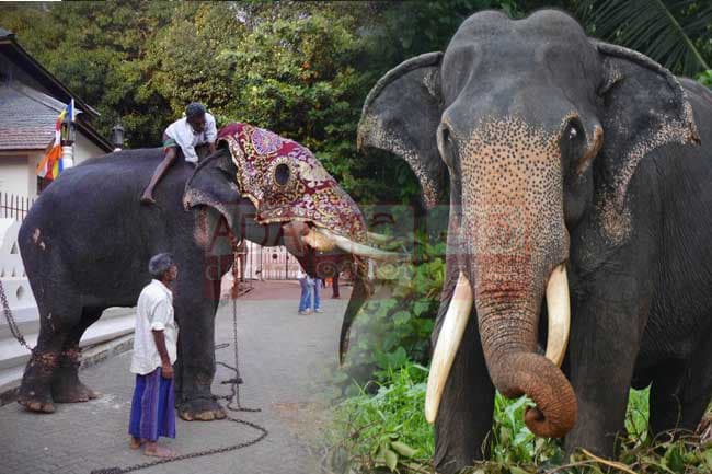 Tusker who carried Tooth Relic casket at Kandy Esala Perahera dies, aged 70