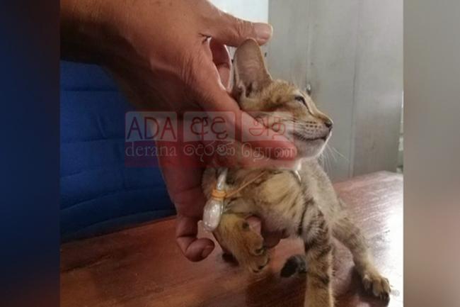 Cat “smuggling” heroin & other contraband into prison captured