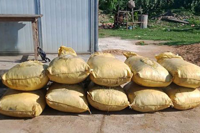 Two arrested in Mannar with smuggled turmeric & cannabis haul