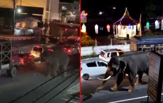Perahera elephant goes on rampage in Mawanella town