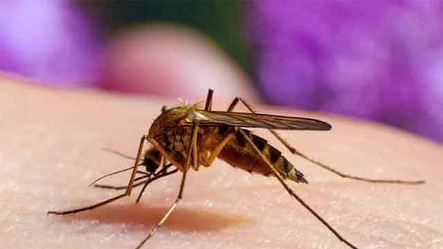 Dengue cases surge past 78,000; 56 deaths reported this year