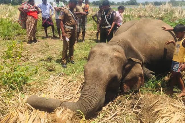 Cause of death of seven female elephants revealed
