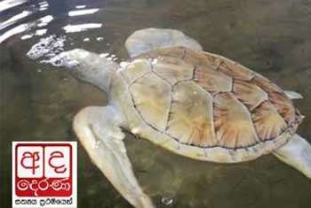 VIDEO: Police arrest turtle hatchery owner over ‘false complaint’