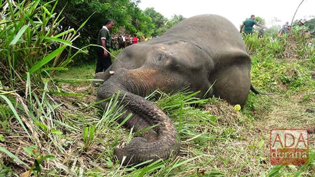 Number of dead female elephants found in Habarana climbs to 7