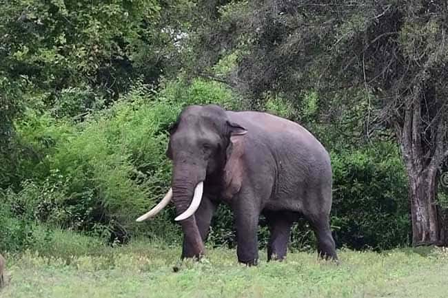 Sri Lanka’s largest living tusker ‘Kavantissa’ facing serious threat to his life?