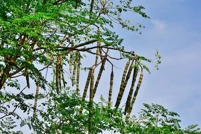 Researchers find moringa seeds remove 98.5% of PVC microplastic from drinking water