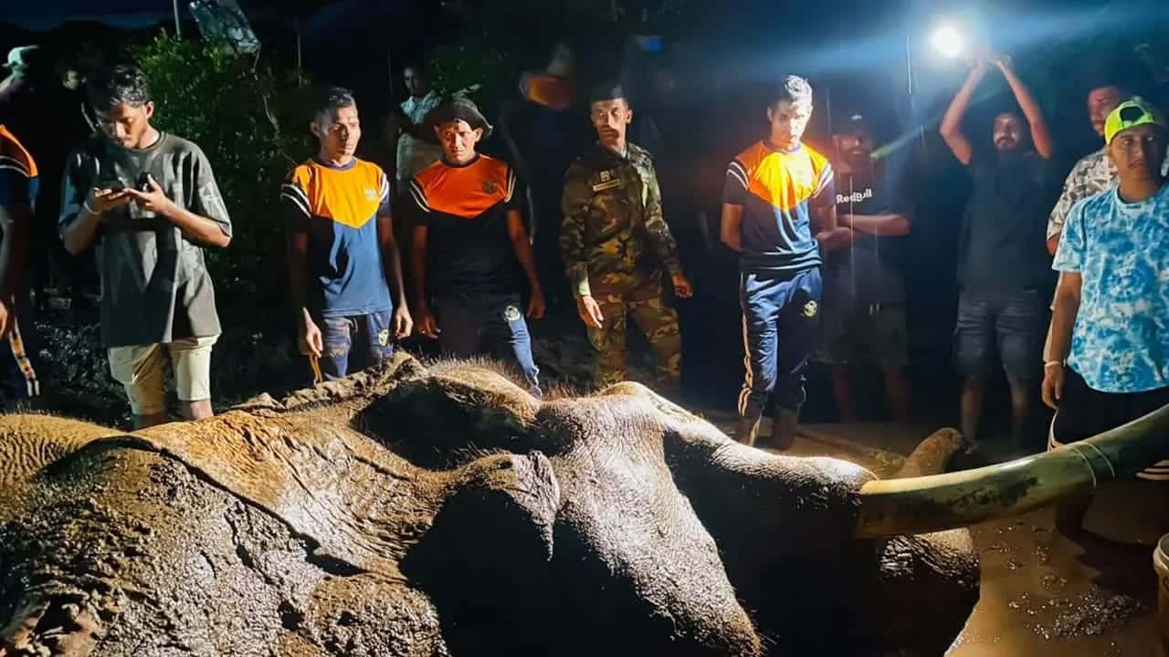 Iconic Sri Lankan tusker Kavantissa dies