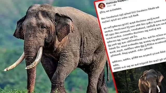 Ex-President Mahinda Rajapaksa shares tribute to iconic tusker ‘Kawanthissa’