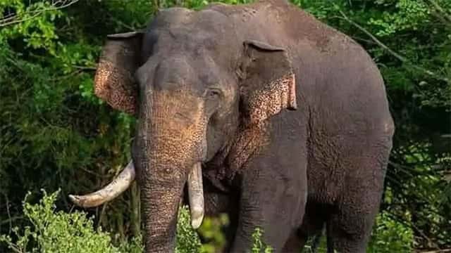 Special military team deployed to locate tusker 'Agbo'