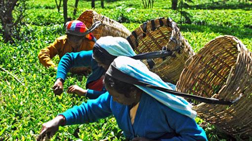 Guinness Record initiative in tea plucking