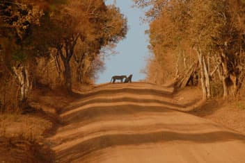 All blocks of Yala National Park to be opened 