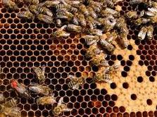 Bees to help dispel wild elephants 
