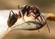 Woman dies following ant bite