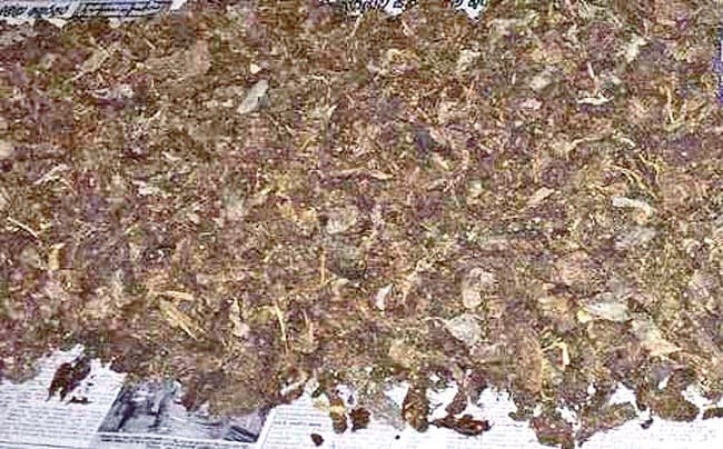 Two Indian nationals arrested with Kerala cannabis