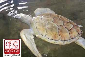 VIDEO: Police arrest turtle hatchery owner over ‘false complaint’