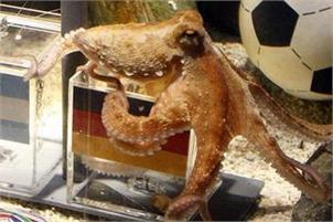 Death threats for ‘psychic’ Paul the oracle octopus