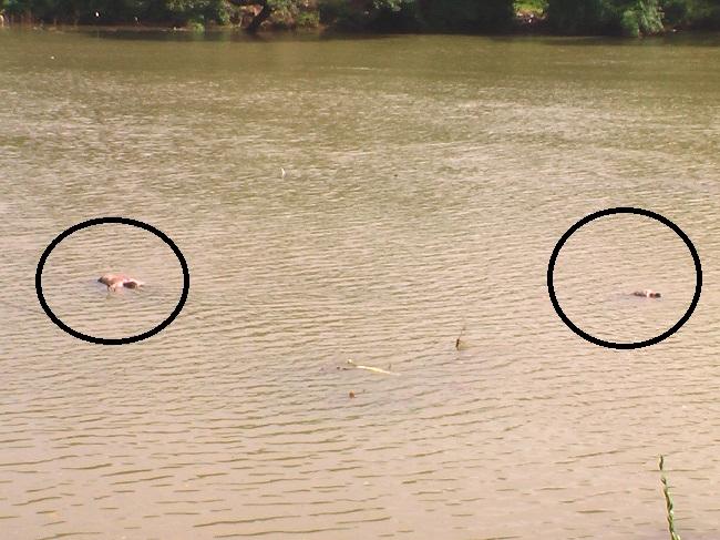 Two bodies discovered floating in Mahaweli River