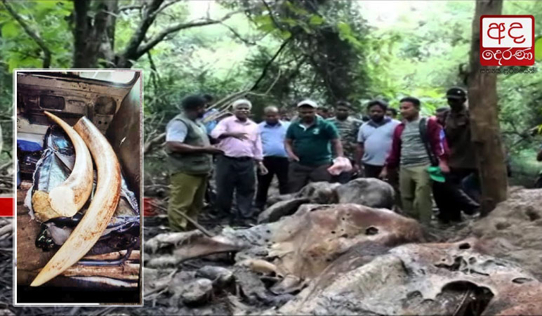 Dala Puttuwa’s DNA a match to seized tusks
