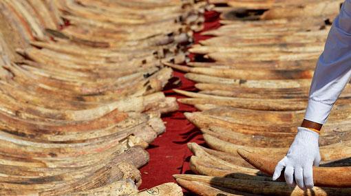 Sri Lanka to host meeting to highlight global threat to wild animals, plants