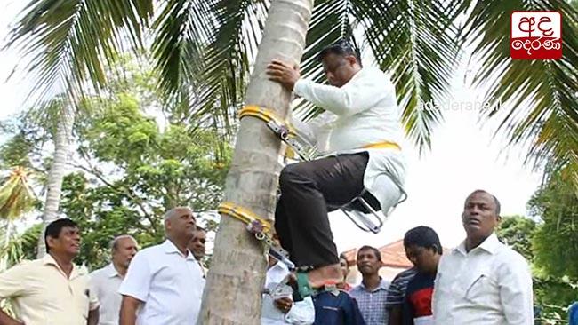 State Minister climbs coconut tree
