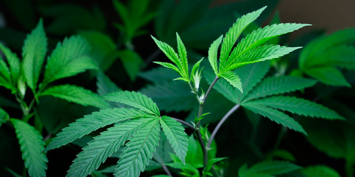 Indian police seize 142 kg cannabis bound for Sri Lanka