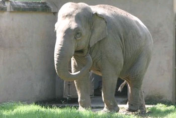 Sri Lanka urged not to give Philippines elephant