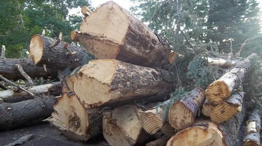 Wildlife officer among 2 held for timber racket