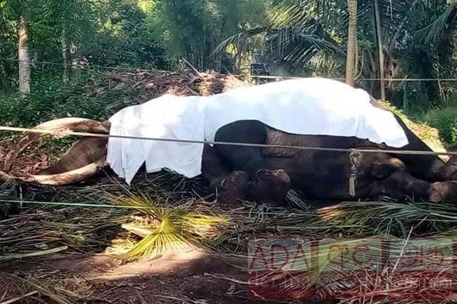 Ceremonial tusker ‘Nadungamuwa Raja’ dies