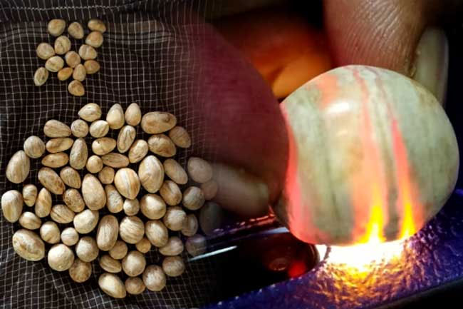 Suspect arrested with 76 elephant pearls