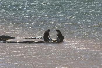 Body of missing teen found in Deduru Oya; search continues for girl 
