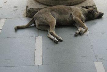 Sri Lanka battles rabies with ‘stray dog sanctuaries’