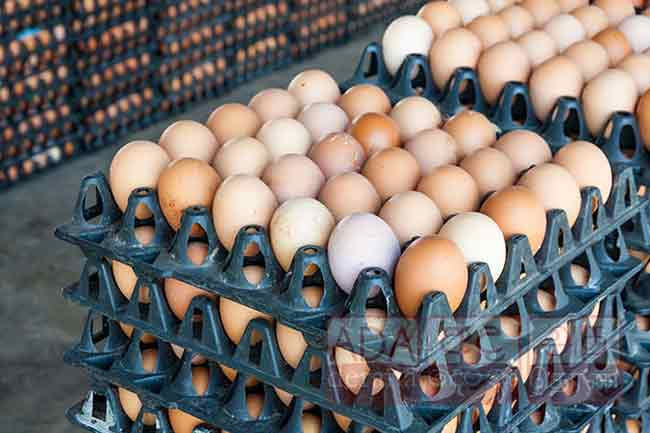 Egg producers caution of shortage in upcoming festive season