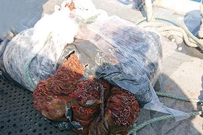 Navy seizes over 100kg of ‘Kendu’ leaves adrift at sea