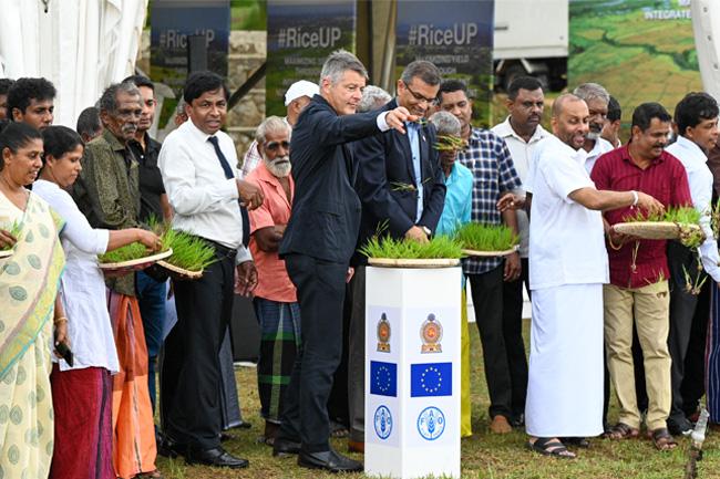 EU and FAO launch 4 mn Euro initiative to improve Sri Lanka’s paddy farming 