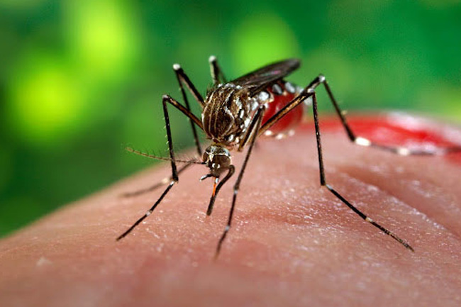 4,000 novel dengue cases reported in first two weeks of May