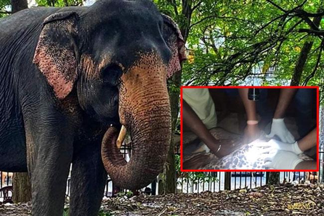 Civil Defence Dept. officer arrested over shooting of Perahera elephant granted bail