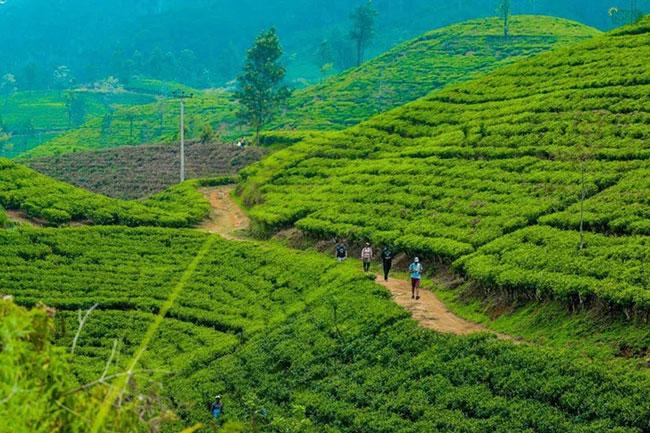 Sri Lanka’s Pekoe Trail among Nat Geo’s top 20 travel experiences for 2024