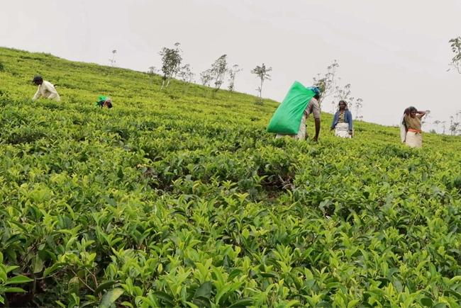 Sri Lanka partially repays Iranian oil debt with USD 20 million worth of tea