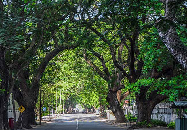 Decision taken to remove trees posing risks within Colombo city 