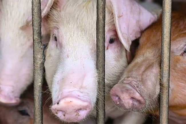 Sri Lanka’s pig farms urged to register as African swine fever spreads