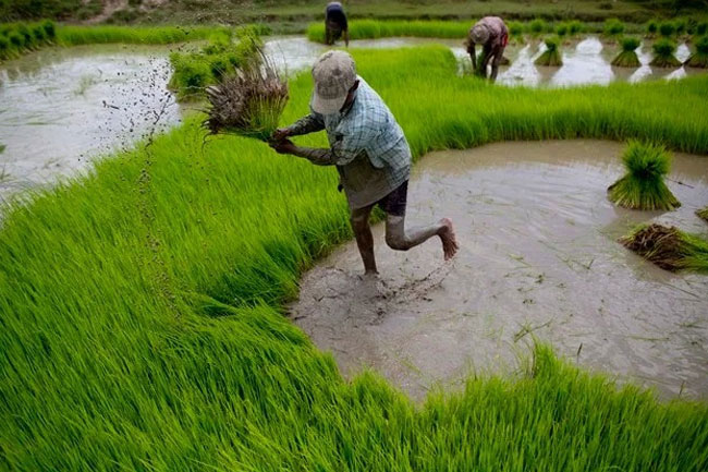 Compensation for crop damage in ‘Yala’ season to be fully settled by Jan. 5