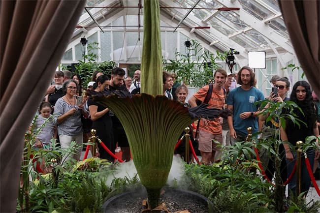 Thousands flock to see rare, smelly corpse flower bloom in Sydney