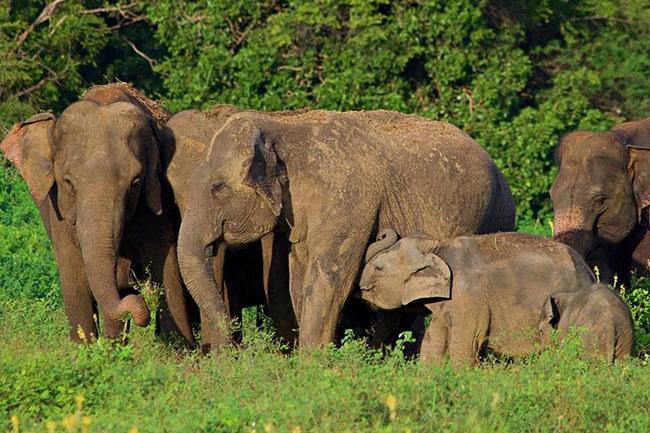 Sri Lanka’s wild elephant deaths drop in 2024