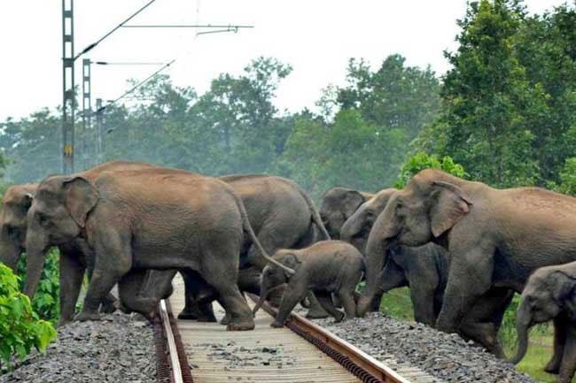 Govt. to implement urgent actions to prevent elephant–train collisions