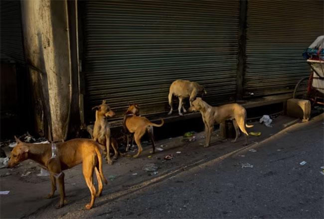 Sri Lanka’s crackdown on street dogs for India PM’s visit sparks protest