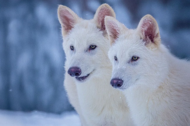 Scientists resurrect the dire wolf, a species that went extinct 12,500 years ago
