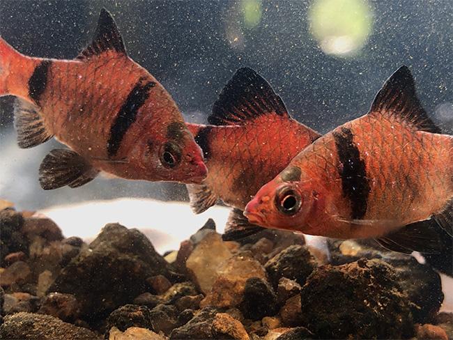 ‘Bandula Barb’ habitat to be declared a conservation zone