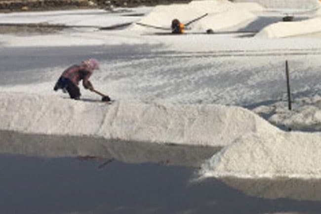 Govt to seek bids to reopen Elephant Pass – North Saltern under PPP model