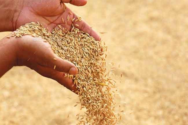 Govt. allocates Rs. 6 billion to purchase paddy during 2025 Yala season 